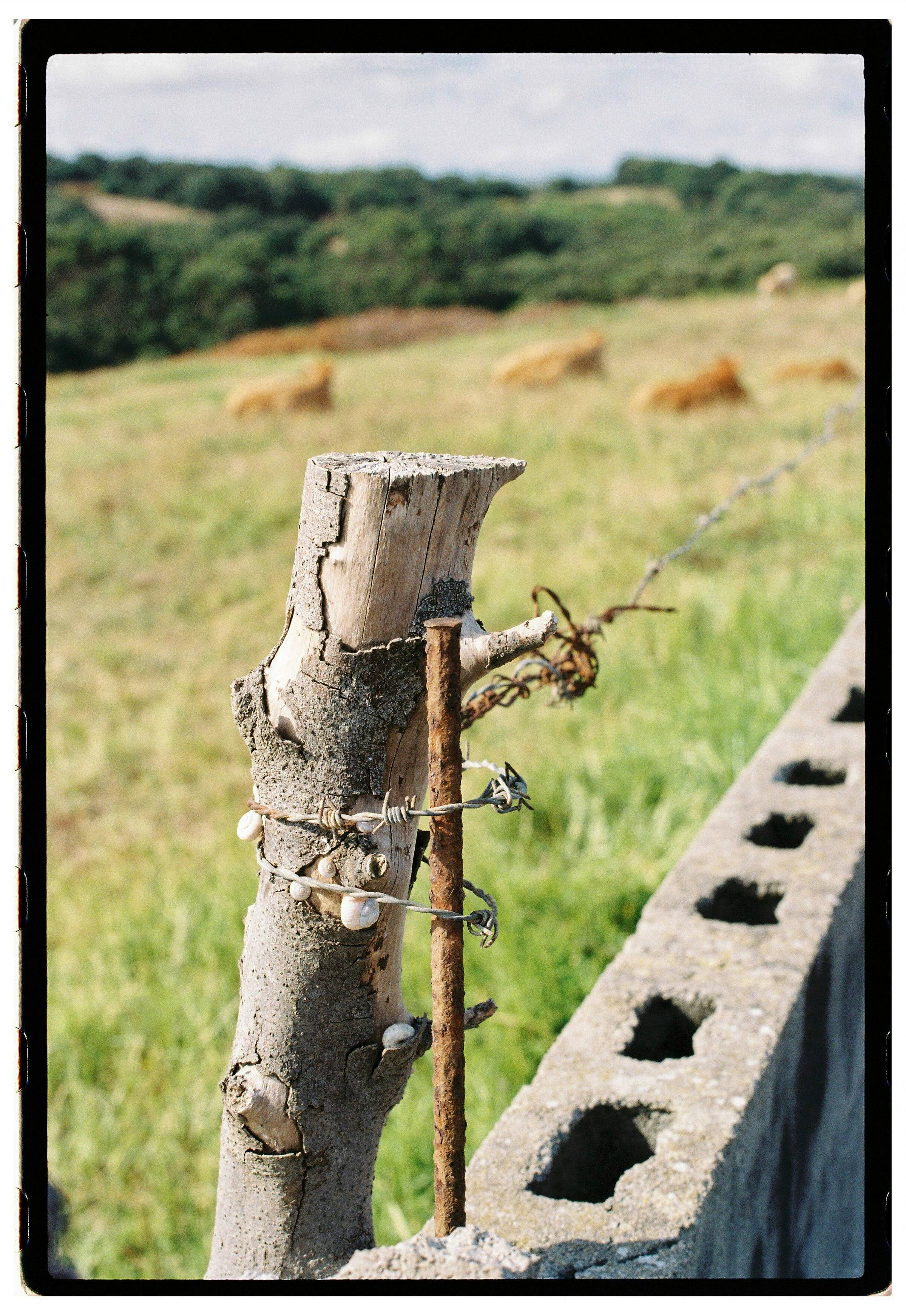 Roll Dump 23 — frame 22