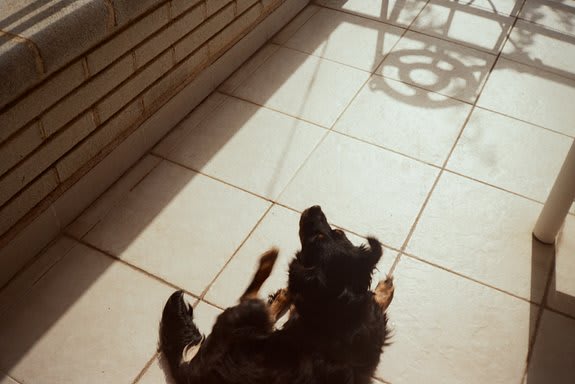 Roll Dump 30 — frame 4