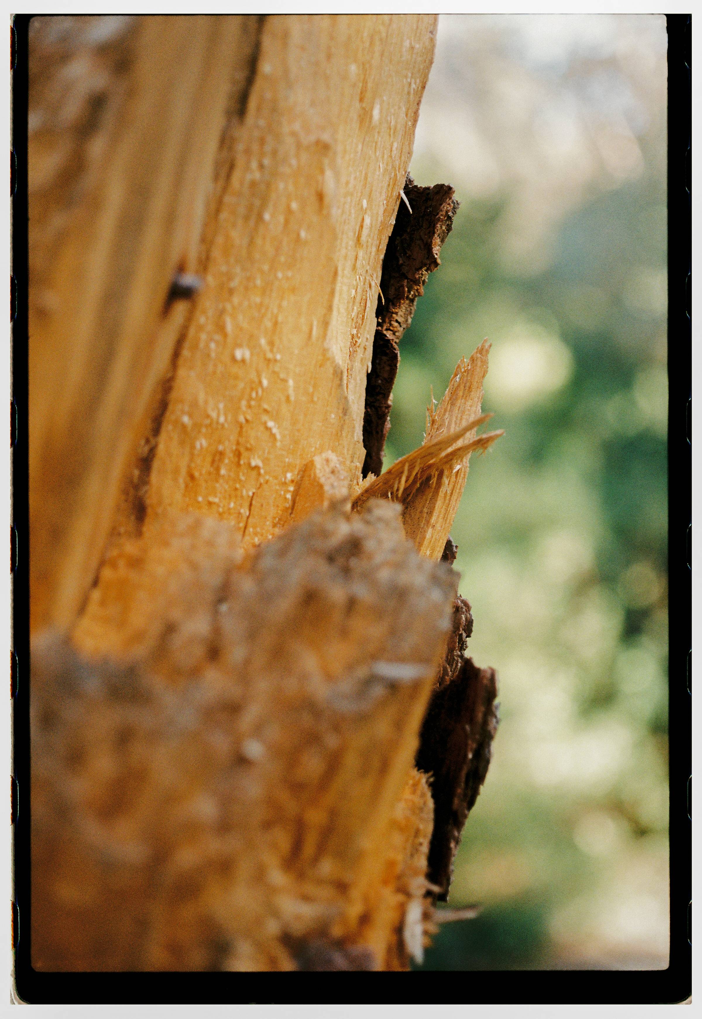 Roll Dump 31 — frame 3