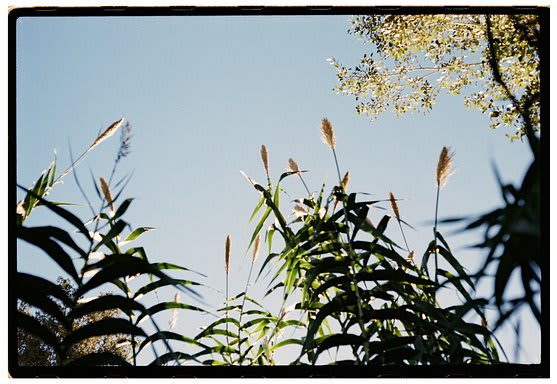 Roll Dump 31 — frame 38