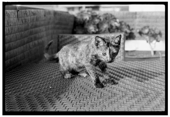 Roll Dump 32 — Olympus OM-10 · Kentmere Pan 400