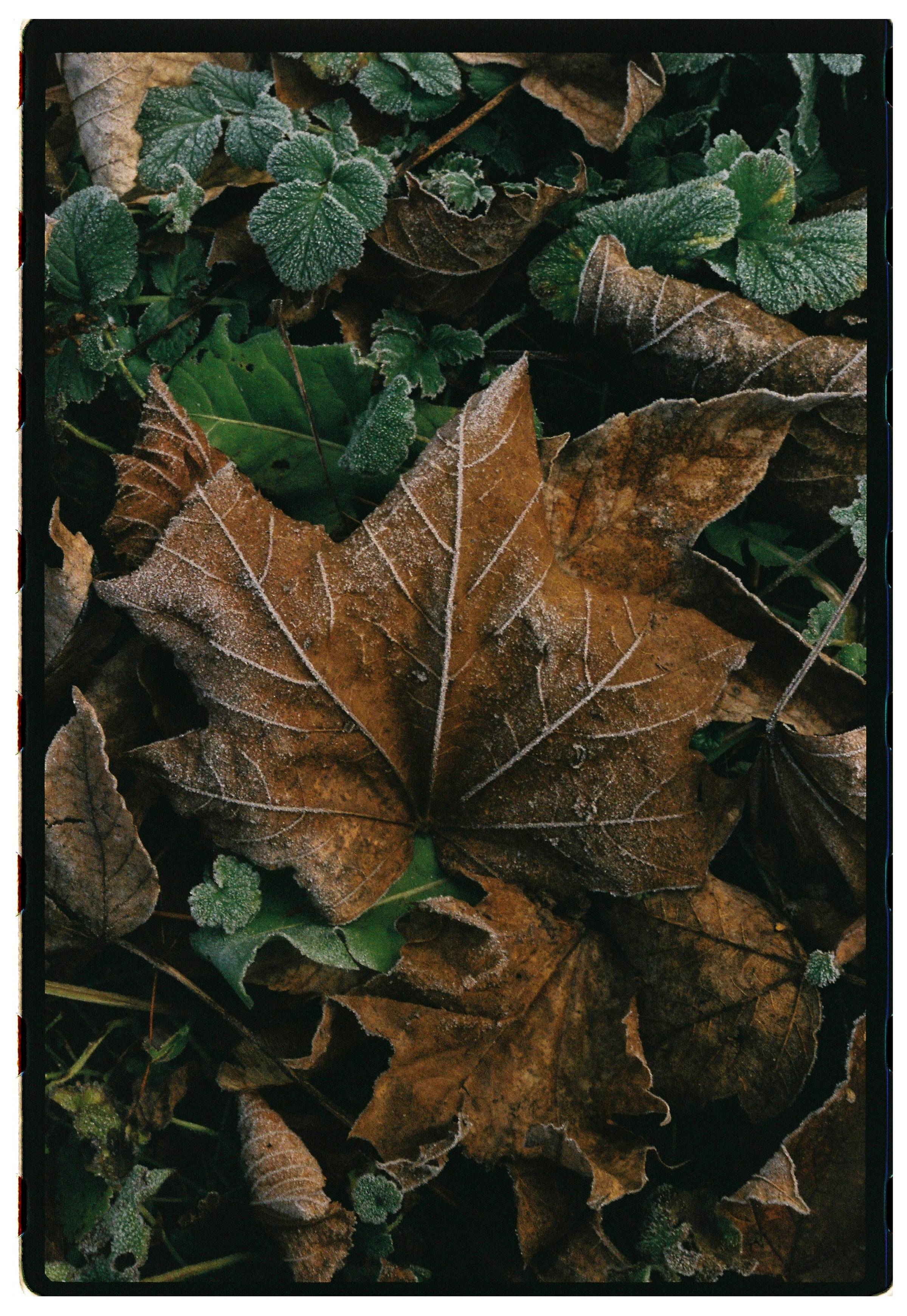 Roll Dump 38 — frame 7