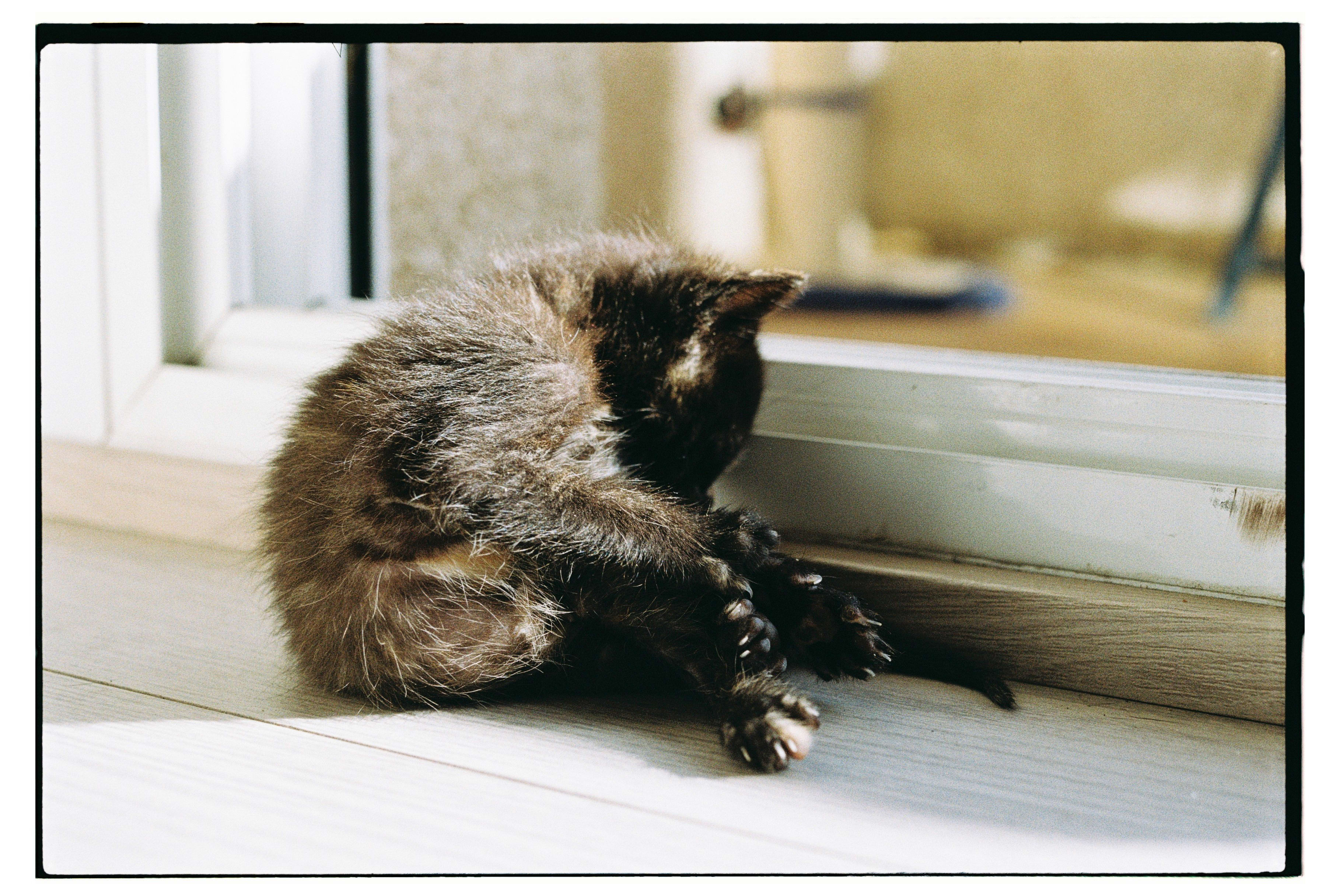Roll Dump 13 — frame 3