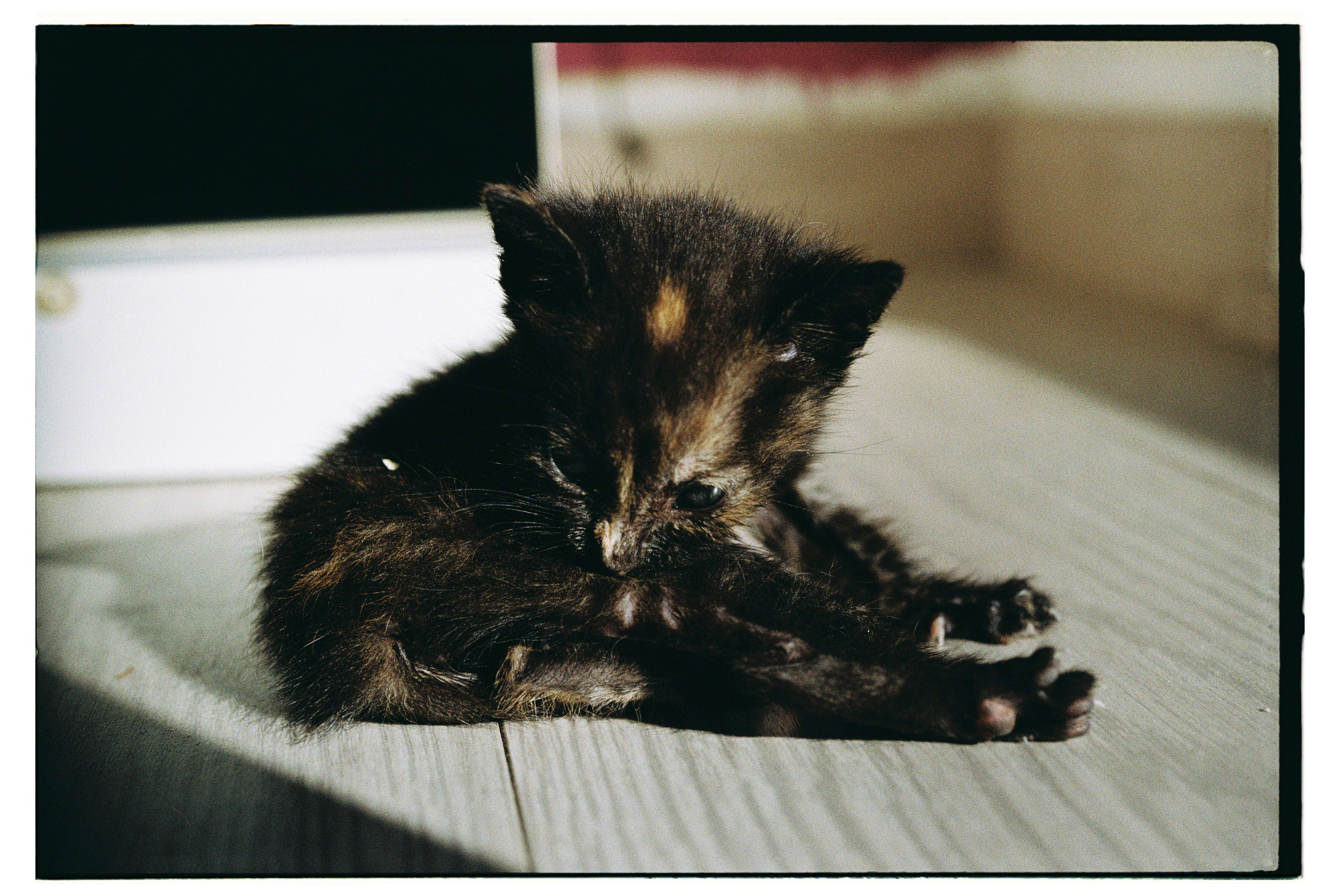 Roll Dump 13 — frame 5