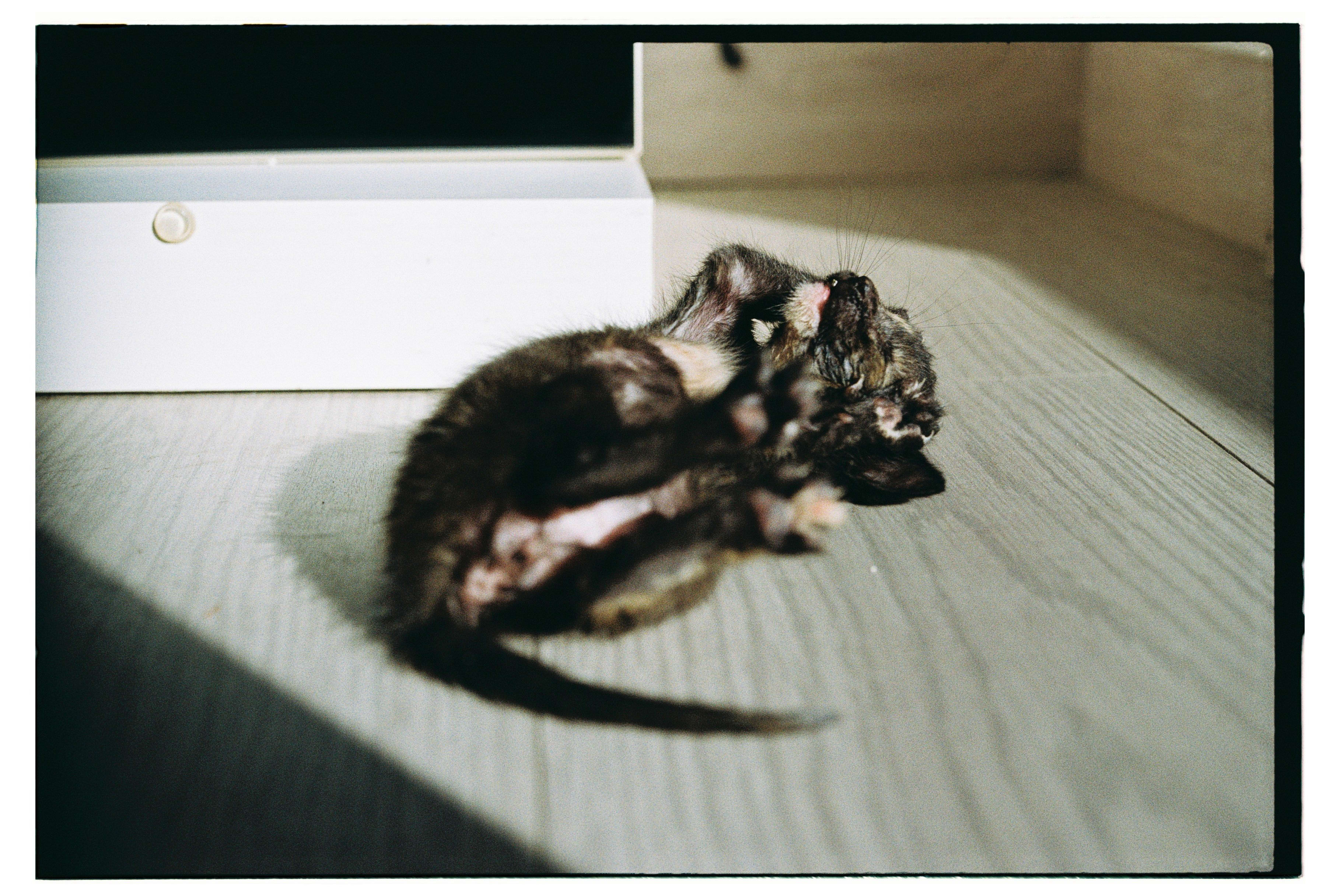 Roll Dump 13 — frame 7