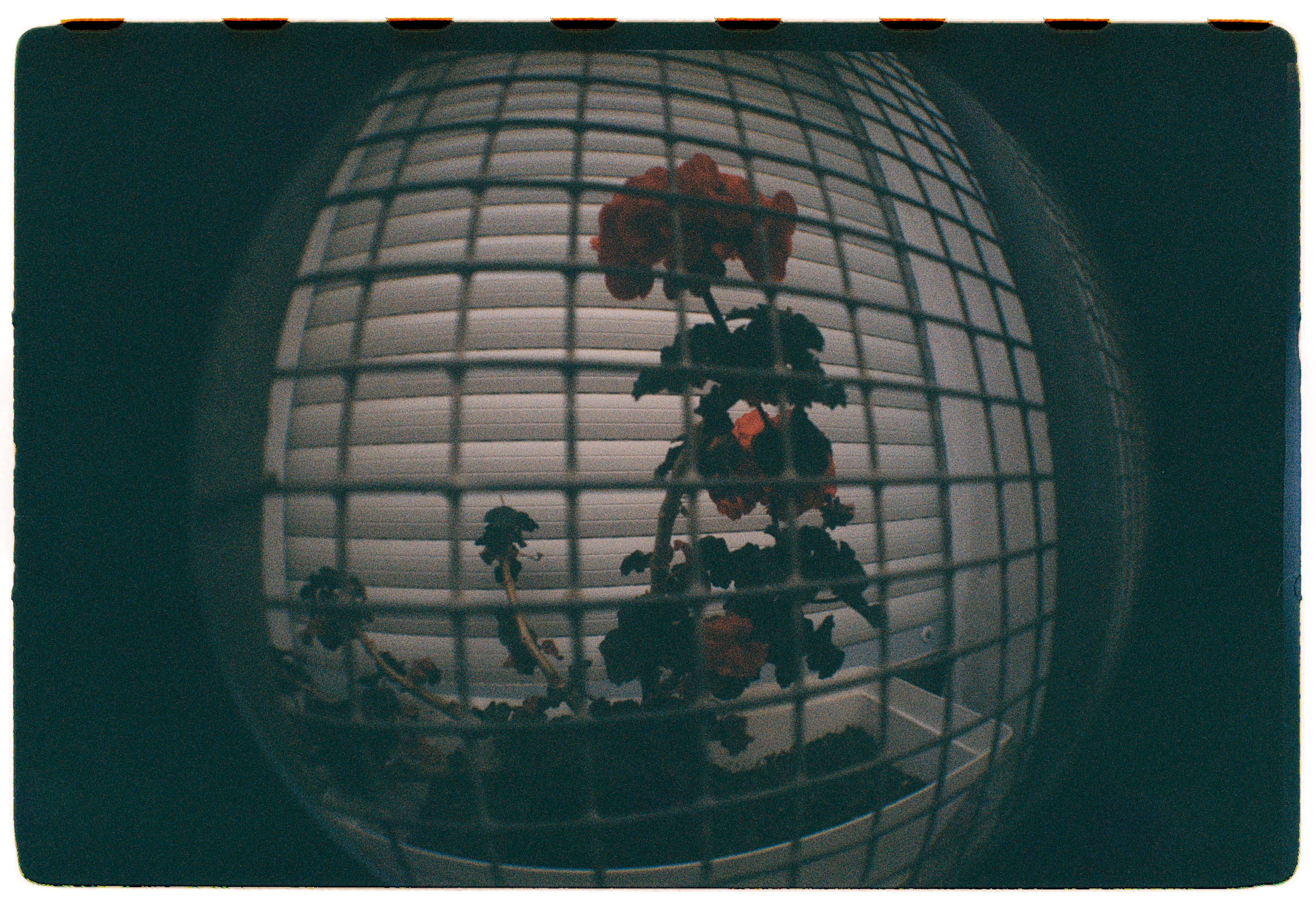 Roll Dump 7 — frame 13