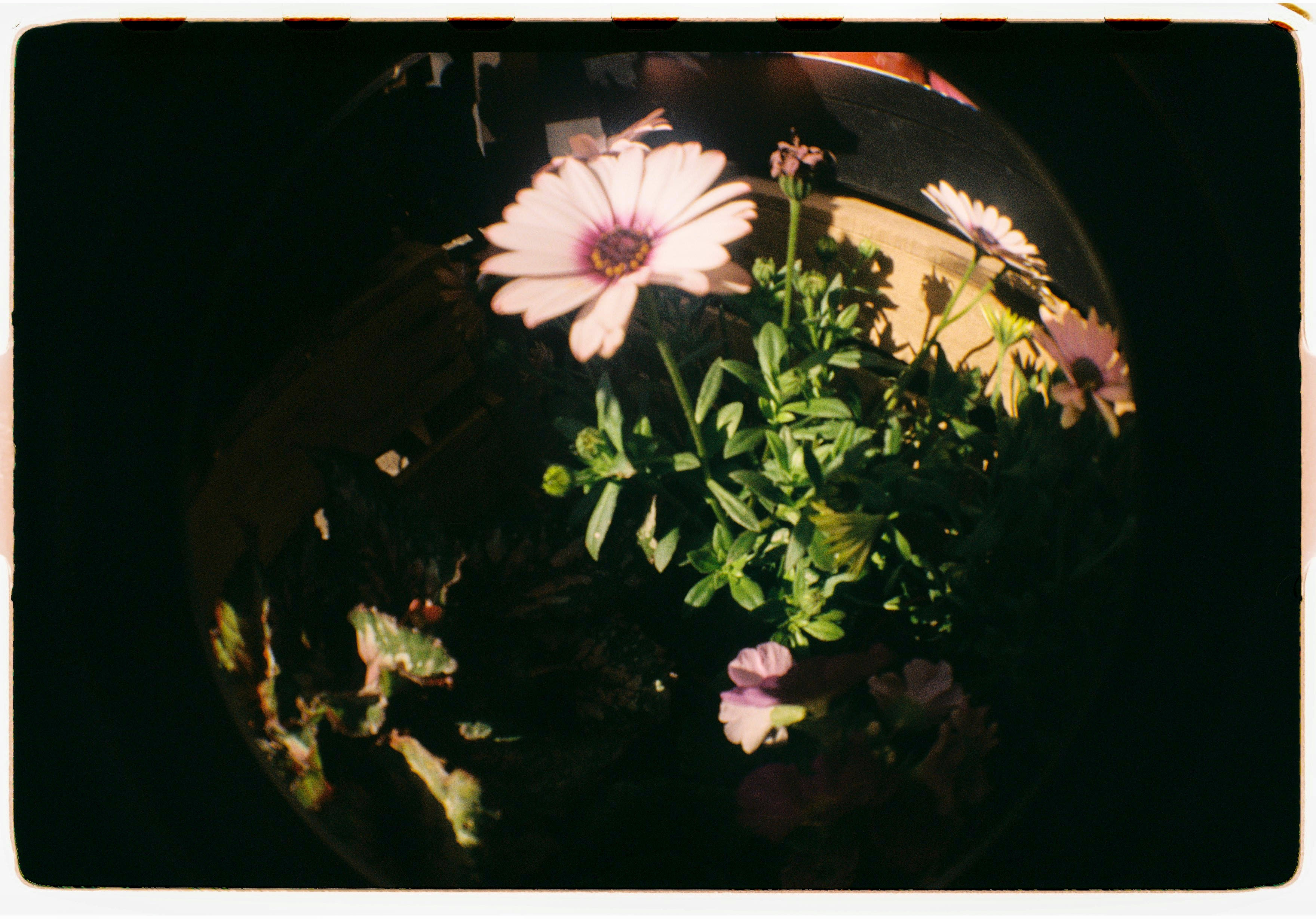 Roll Dump 7 — frame 21